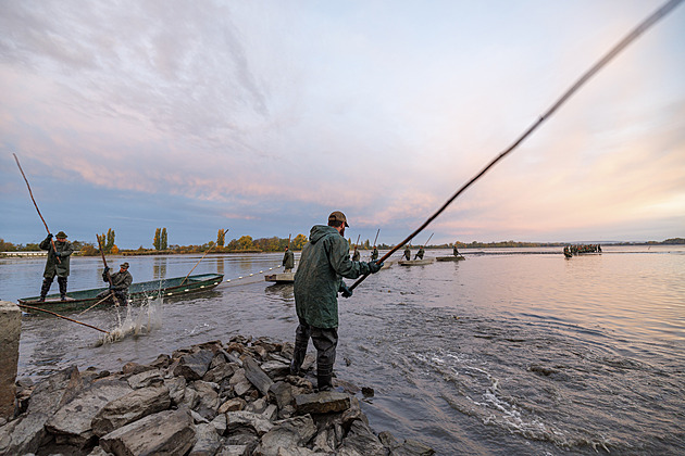 Bahno za kalhotami, kapří klobásy a 200 tun ryb. Výlov Vrkoče lákal davy