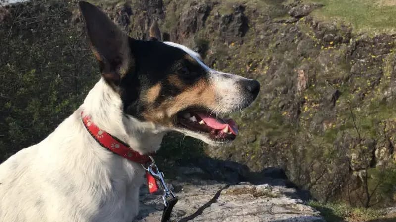 Rozdával radost, teď Keny trpí v bolestech. Majitelka Daniela prosí druhé o pomoc