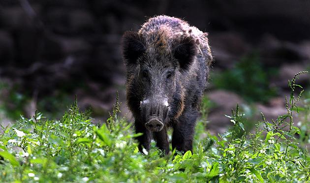 Přemnožení divočáci děsí Pražany. Městská část odmění myslivce za odstřel