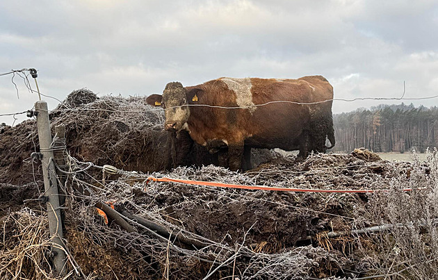 Chovatel držel krávy a ovce v hrozných podmínkách, zuboženou zvěř mu odebrali