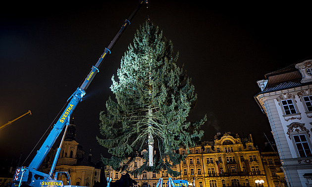 Vánoční strom už se tyčí na Staroměstském náměstí. Rozsvítí ho v sobotu