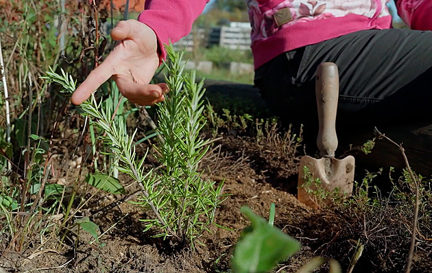 Pokud vám každou zimu vymrzne rozmarýn, zkuste fintu zkušené zahradnice