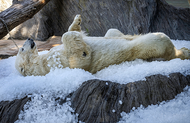 Místo ohňostroje slevy na památky či zoo. Praha nabízí výhodné vstupné