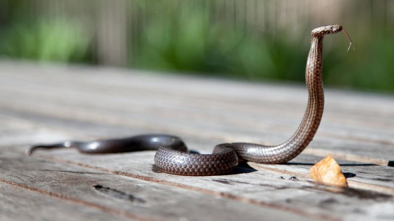 Topící se figurína, UFO či venčení hada. Nejbizarnější zásahy ostravských strážníků