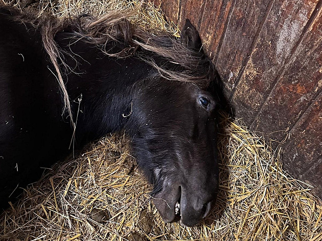 Březí klisna nepřežila silvestrovskou noc. Zabil ji stres z petard, tvrdí chovatelka