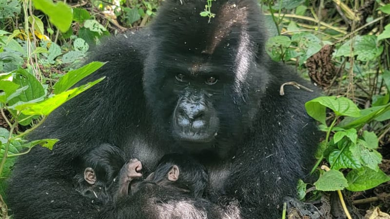 Vzácný přírodní úkaz: V africkém parku se narodila gorilí dvojčata. Budou je střežit rangeři