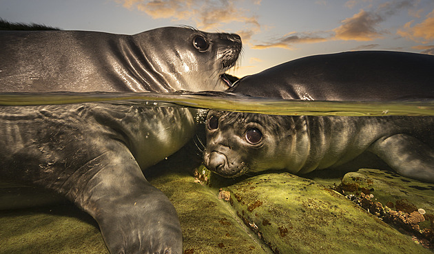 Podívejte se na nejlepší podvodní fotografie světa, které berou dech