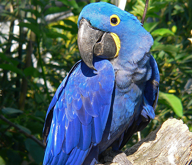 Máte jasno, jak dlouho žijí domácí mazlíčci? Pozor, aby vás nepřežili