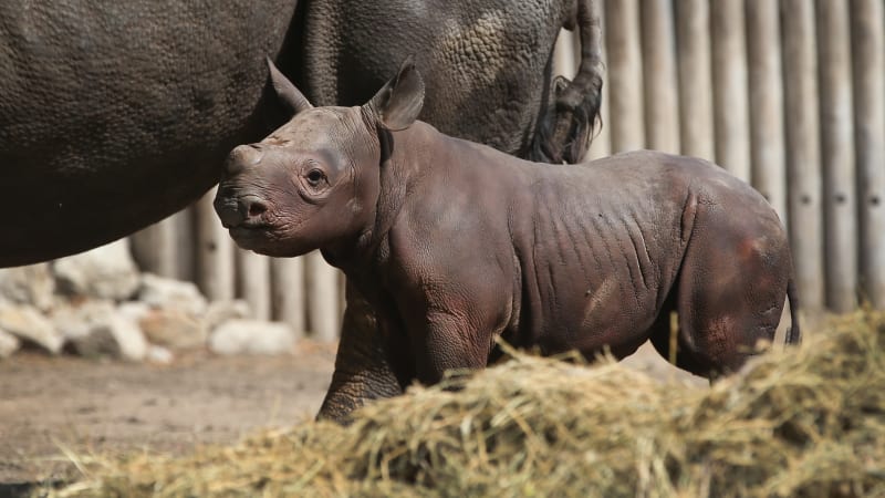 Dobrá zpráva z Chicaga: Narodilo se zde mládě vzácného nosorožce, druhu hrozí vyhynutí