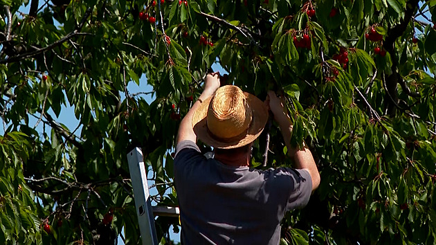 Třešeň se stříhá jinak než jabloň. Správné načasování rozhoduje o celé úrodě