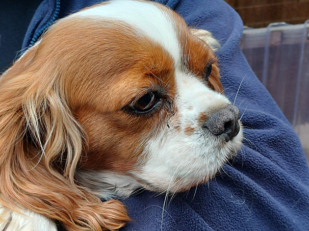 Na okraji Broumova někdo opakovaně vypouštěl psy, v útulku skončilo sedm fen