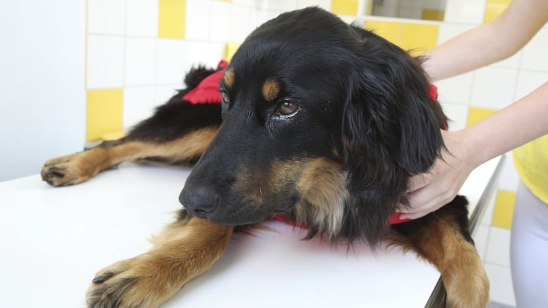 V lesích na Táborsku číhá nebezpečný virus. Pro domácí mazlíčky je smrtící