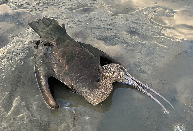 Hanebné zastřelení dvou vzácných ibisů zůstane bez trestu