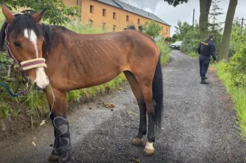 Policie prověřuje možné týrání koní v Hradci nad Svitavou