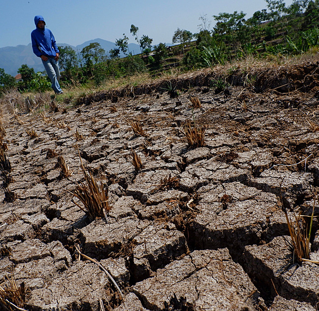 El Niño zasáhlo Indonésii, sucho zničilo tisíce hektarů rýžových polí