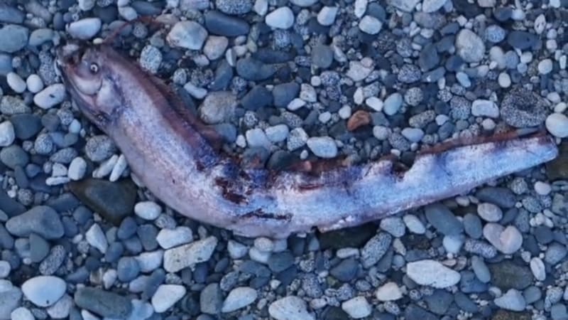 Katastrofa se blíží, obávají se v Chile. Moře vyplavilo „rybu soudného dne“